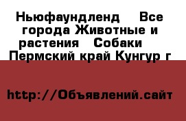 Ньюфаундленд  - Все города Животные и растения » Собаки   . Пермский край,Кунгур г.